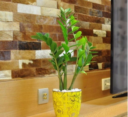 客厅放置什么盆栽好,这种植物有观赏价值,还便于种植