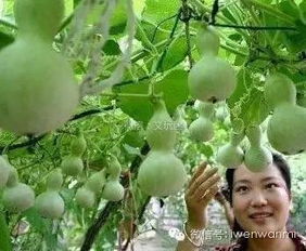 阳台种小葫芦 家里美观结果儿能盘 