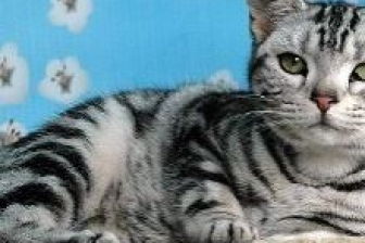 七十几天的小猫医院检查出得了猫瘟 有自己治好小猫的经验人士 提供一下方法吗 