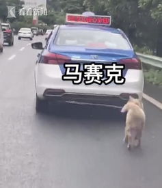 的哥开出租车遛狗 负责人还要求司机拍摄了狗狗的视频 