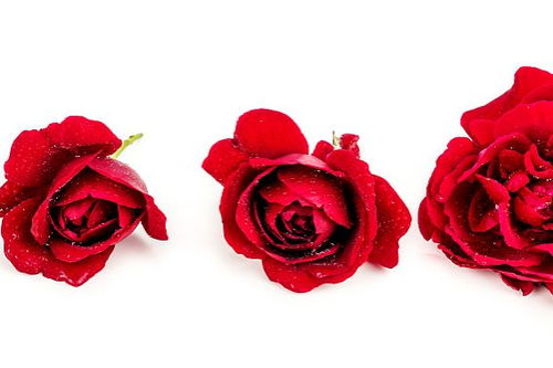 白玫瑰和粉玫瑰的花语分别是什么含