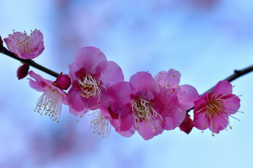 上礼拜,桃花扑面,卸掉伪装,旧爱回眸,破镜重圆,幸福指日可待 摩羯座 白羊座 金牛座 网易订阅 