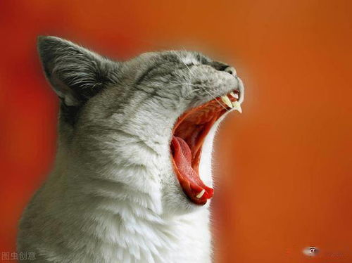 猫嘴里总带着臭味,你知道是什么引起的吗 如何防治猫的口臭问题
