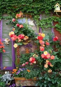 阳台花圃怎么弄好看点图片，如何在阳台建一个月季小花园(阳台养花月季图片布置照片)