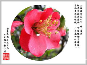关于描写海棠花的古诗句