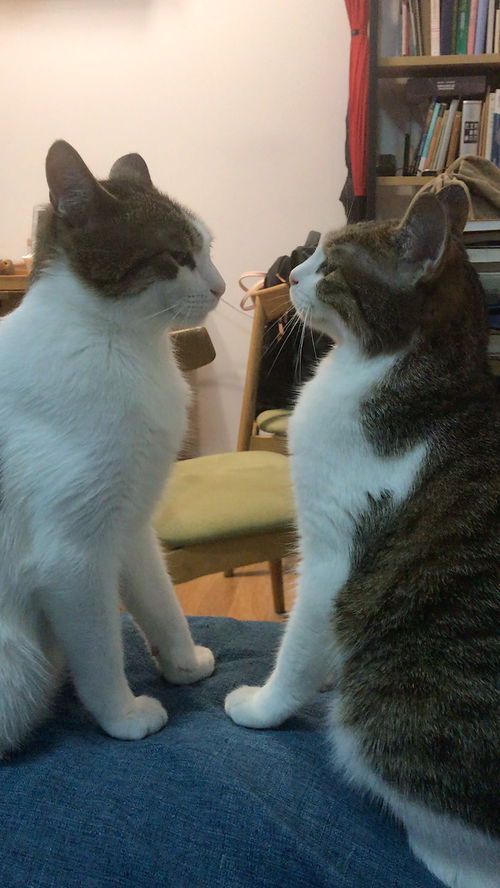 两只猫的终极对峙 