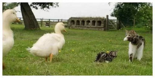 小鸭子一出生就没了妈妈,母猫悉心照顾,鸭子长大后就变成了这样