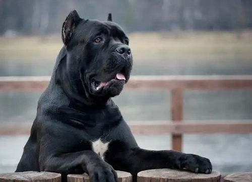 黑狗不吉利 ,为什么那么多人不喜欢养黑狗