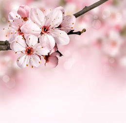 关于樱花树的诗句或寄语