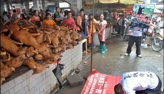 英媒 广西玉林狗肉节将屠杀10000条狗遭抗议 