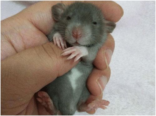 作为一种可爱的小型宠物,花枝鼠适合去养,选择正确的方法