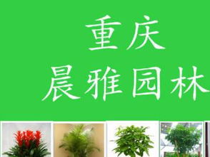 图 重庆办公楼绿植租赁免费设计方案送货上门 重庆鲜花绿植 