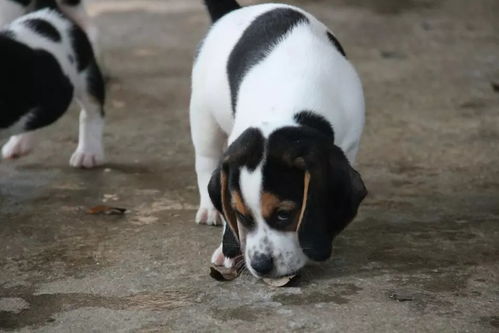 图 深圳哪里有比格幼犬出售 比格犬猎兔犬哪里的好 好一点比格多钱 深圳宠物狗 