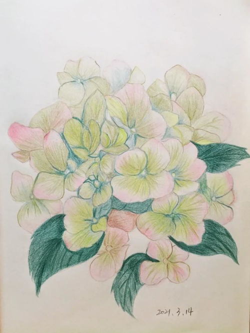 绣球花绘画作品 搜狗图片搜索