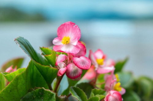 秋海棠的花语及传说,花语为苦恋象征凄惨的爱情 