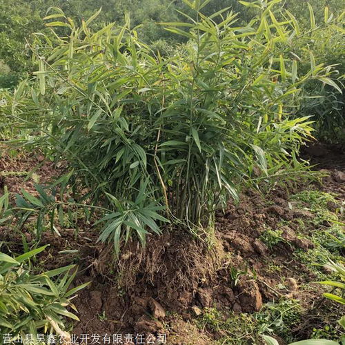 黄精栽培技术 黄精苗价格 黄精种苗批发 中草药种植前景