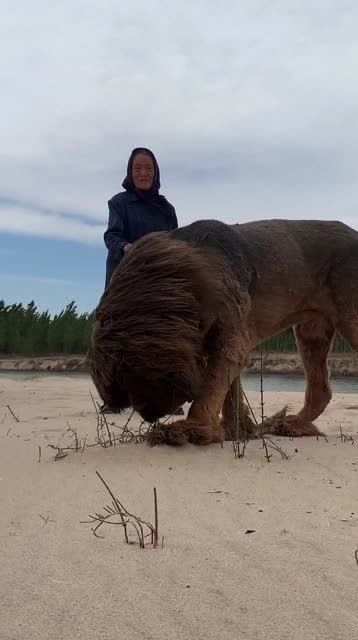 狮子和藏獒的后代,女孩眼中的高大威猛,看着太威武了 