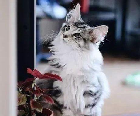 在家粘人可爱,出门英俊霸气,这只挪威森林猫真是只小仙男啊