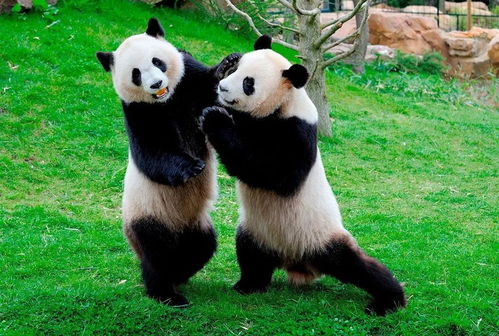 成都多只大熊猫遭遇 黑眼圈变白 