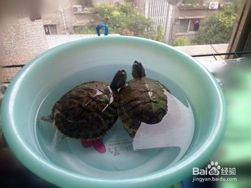 怎么养巴西龟 如何正确饲养巴西龟更健康 