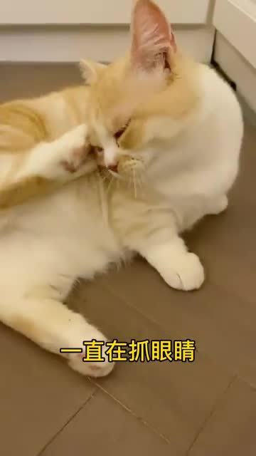 猫咪真的知道疼主人吗 