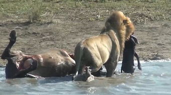 狮子挖出水牛腹中小牛胎啃食,让人惊恐心寒