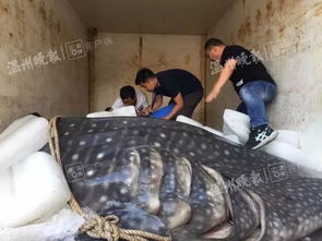 苍南有渔民捕到 超级大鱼 长5米,宽1米,重1000多斤 