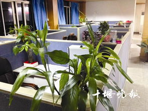 你的办公桌适合养点啥植物 