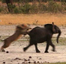 津巴布韦万基国家公园迷路小象被狮子围捕 
