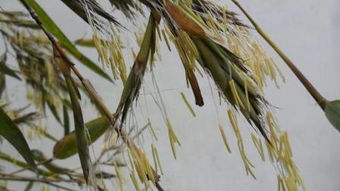 竹子开花好不好开花的风水寓意,怎样消除竹子开花的不好预兆？
