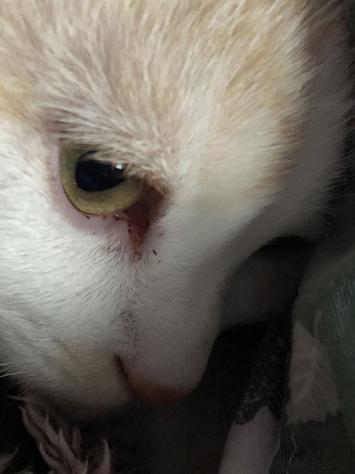猫咪一个眼睛眼角发红,还很多眼屎是什么情况 