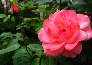 玫瑰月季的养殖方法和注意事项有哪些,玫瑰月季的养殖方法和注意事项有哪些