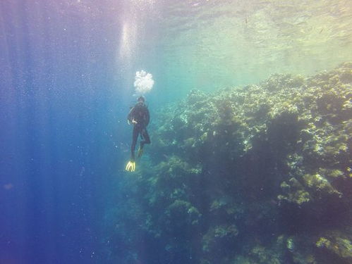 海洋的冷知识(海洋冷知识,鲨鱼有鱼鳔吗)