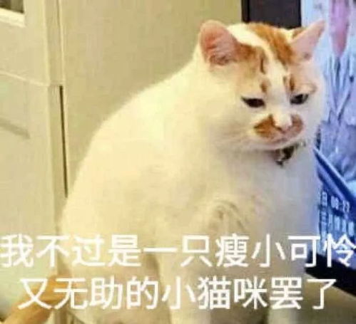 猫猫币空投,猫猫币空投免费赠送:瞭解领取方式 猫猫币空投,猫猫币空投免费赠送:瞭解领取方式 应用