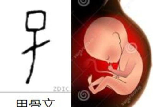 十二生肖之子鼠, 人人喊打 的老鼠为何排在第一位