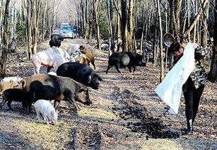 专家建议尽快清退农村养猪散养户,老农说了4点,表示阻力很大