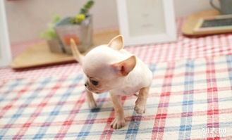 图 CKU认证犬舍出售精品吉娃娃 吉娃娃现在价格多少 广州宠物狗 