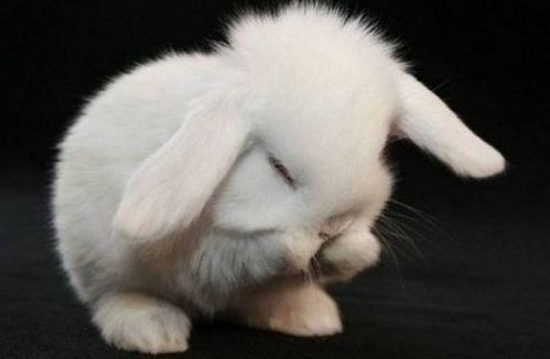 为什么兔子不能洗澡,一洗就会死翘翘 看完很不厚道的笑出声 