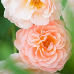 探秘玫瑰花语- 各种玫瑰的花语和含义，让你读懂花中的情感与寓意！