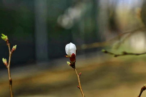 杏花,让西宁的春天格外灿烂,让人的心花也跟着一起绽放