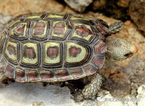 珍龟属 海角陆龟 鹰嘴陆龟 鹦嘴龟 世界上最小的陆龟 