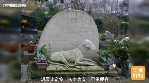每天近万只宠物去世,一年新增上千家店,宠物殡葬业成急需行业