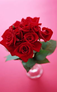 情人节图片玫瑰花,怎么叠玫瑰花，玫瑰花的折法有哪些