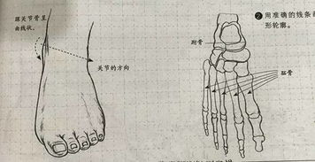 脚的部位名称图和图片 搜狗图片搜索