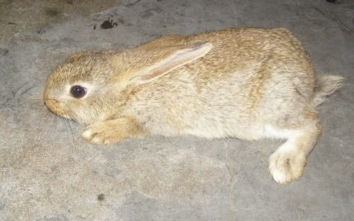 看这张图上的兔子为什么吸在地上 