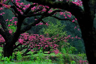 广东也有桃花源 十里桃花遍地花,满山遍野惹人醉 