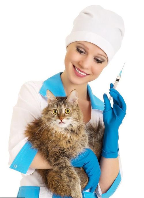 猫咪疫苗三联和五联有什么差异 收下这份铲屎官的专业疫苗手册