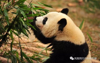 地震后见到救援人员的熊猫生怕他们离开 紧紧抱住救援者 