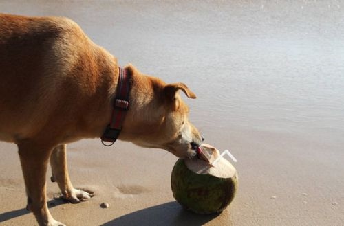 狗能吃椰子吗 