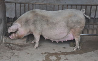 猪身上两个最脏的部位,含有大量寄生虫,吃的时候慎重